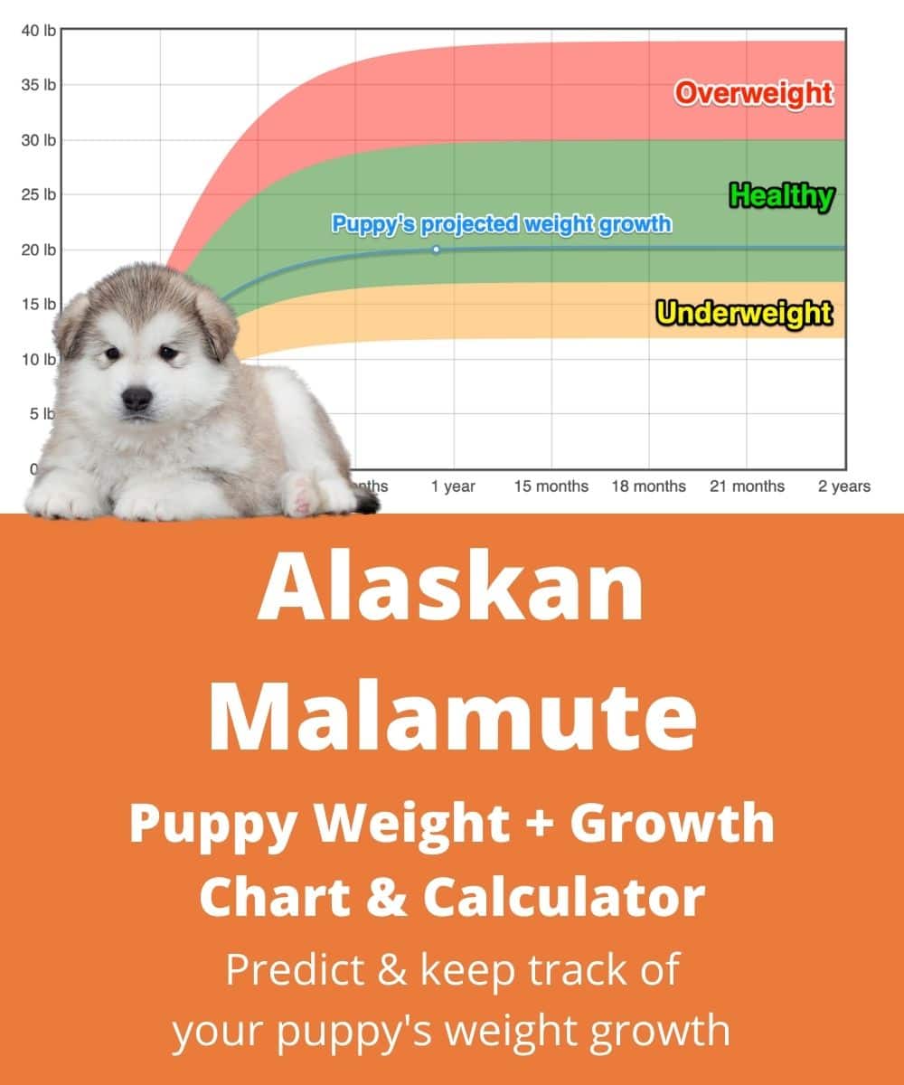 alaskan-malamute Puppy Weight Growth Chart